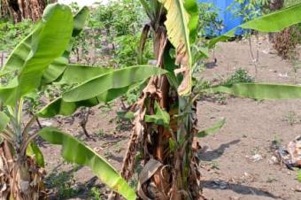 Vente dune Parcelle  Nsele